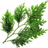 Hinoki cypress